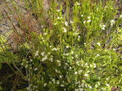 Lachnaea diosmoides