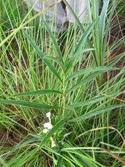 Crabbea angustifolia