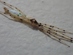 Styringomyia
