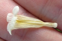 Crabbea angustifolia