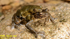 Bufo stejnegeri