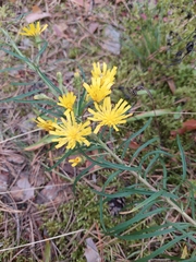 Hieracium umbellatum filifolium