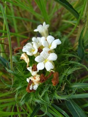 Crabbea angustifolia