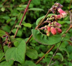 Symphoricarpos × chenaultii