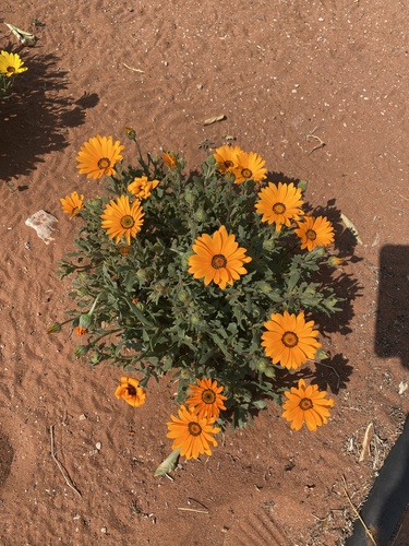 Dimorphotheca sinuata image