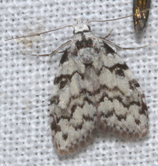 Nola melanogramma