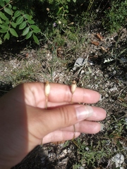 Dianthus marschallii