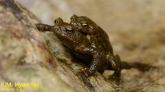 Bufo stejnegeri