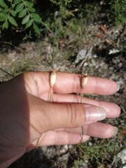 Dianthus marschallii