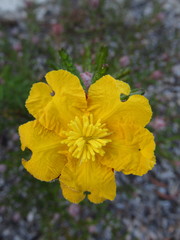Hibbertia marginata