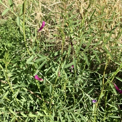 Vicia monantha