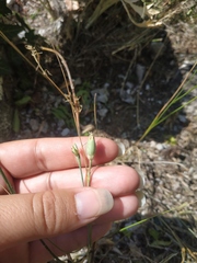 Dianthus marschallii