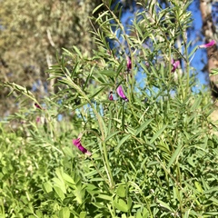 Vicia monantha