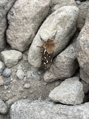 Gazoryctra roseicaput