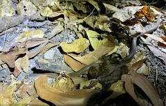 Cryptophis pallidiceps