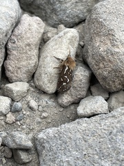 Gazoryctra roseicaput