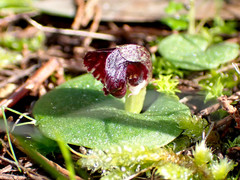 Corybas despectans