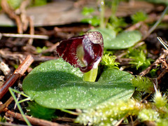 Corybas despectans