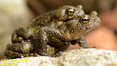 Bufo stejnegeri