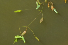 Potamogeton nodosus