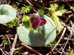 Corybas despectans