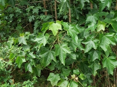 Aleurites moluccanus