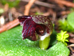 Corybas despectans