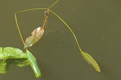 Potamogeton nodosus