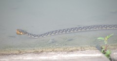 Fowlea piscator