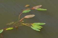 Potamogeton nodosus