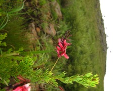 Indigofera rostrata
