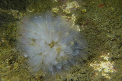 Clavelina oblonga