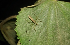 Hemiptera