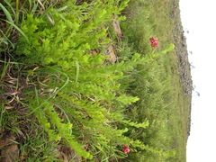 Indigofera rostrata