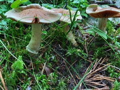 Cortinarius laniger