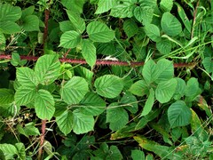Rubus intensior