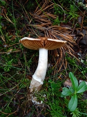 Cortinarius laniger