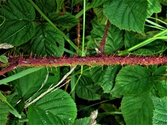 Rubus intensior