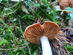 Cortinarius laniger
