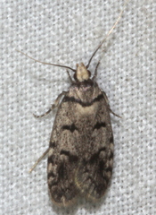 Scatochresis episema