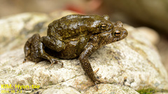 Bufo stejnegeri