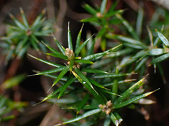 Acrotriche serrulata