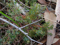 Acrotriche serrulata