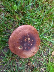 Russula xerampelina
