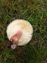Russula xerampelina