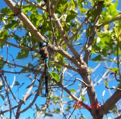 Rhionaeschna jalapensis