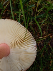Russula xerampelina