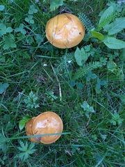 Suillus grevillei