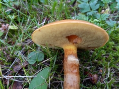 Suillus grevillei