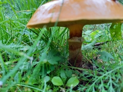 Suillus grevillei
